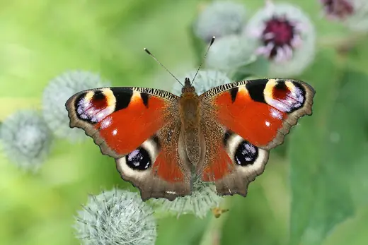 Peacock butterfly, photo 1