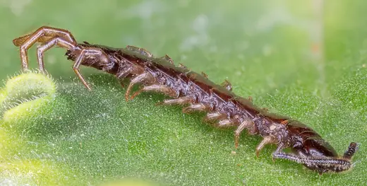 Brown centipede, photo 1 of 3