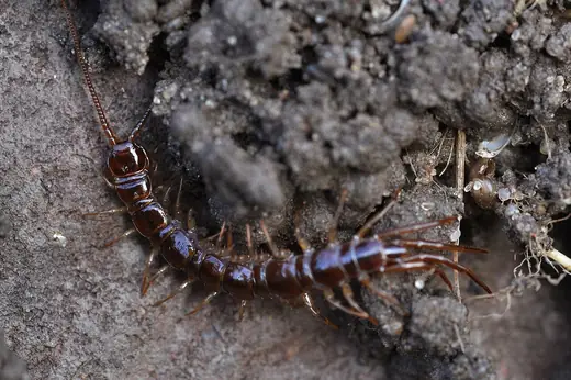 Brown centipede, photo 2 of 3