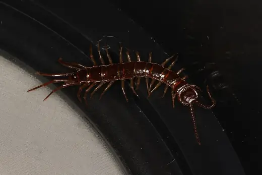 Brown centipede, photo 3 of 3