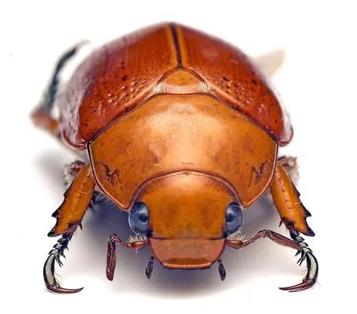 Christmas beetle, photo 1