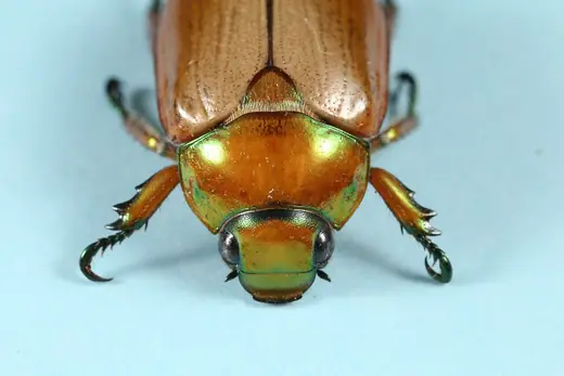 Christmas beetle, photo 2