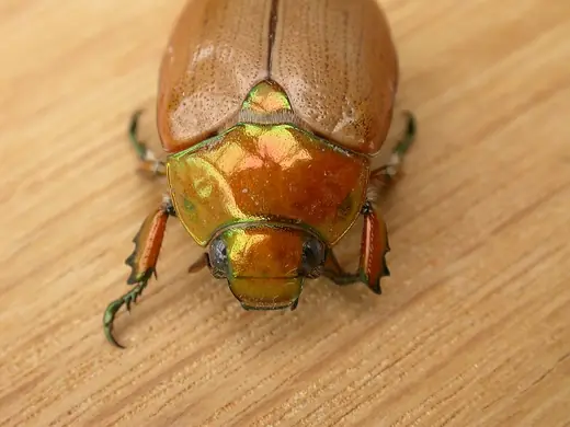 Christmas beetle, photo 3