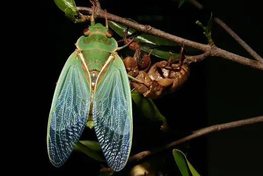 Green grocer cicada, photo 1 of 3