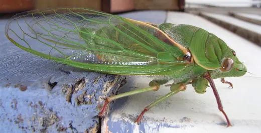 Green grocer cicada, photo 2 of 3