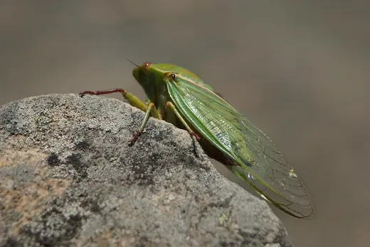 Green grocer cicada, photo 3 of 3