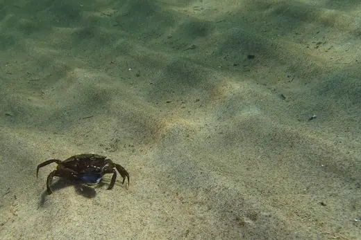 Shore crab, photo 3 of 3