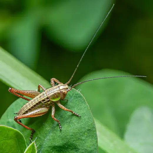 Roesel's bush-cricket, photo 2 of 3