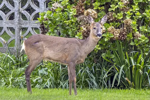 Roe deer, photo 3 of 3
