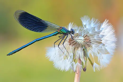 Banded demoiselle, photo 2 of 3