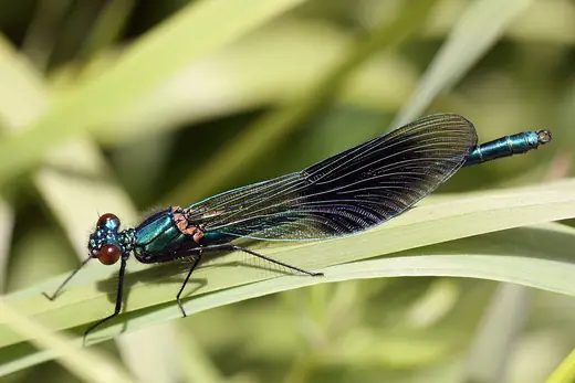 Banded demoiselle, photo 3 of 3