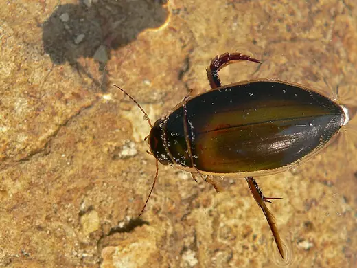 Great diving beetle, photo 1 of 3