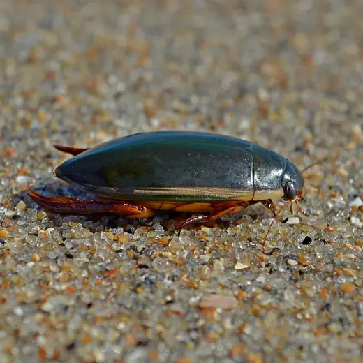 Great diving beetle, photo 2 of 3