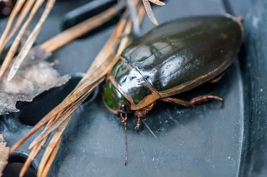 Great diving beetle, photo 3 of 3