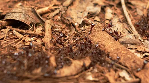 Driver ants, photo 1 of 3