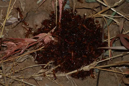 Driver ants, photo 2 of 3
