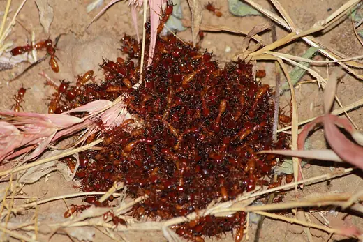 Driver ants, photo 3 of 3