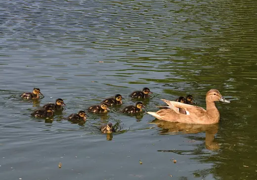 Mallard and ducklings, photo 2 of 3