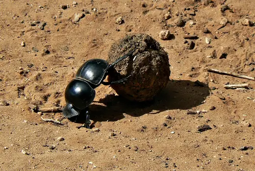 Dung beetle, photo 1