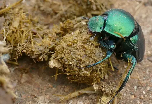 Dung beetle, photo 2