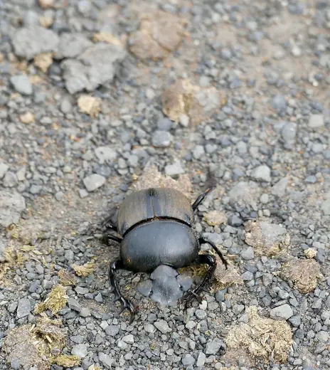 Dung beetle, photo 3