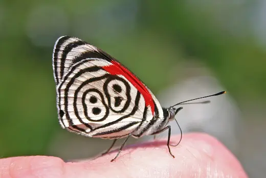 Eighty-eight butterfly, photo 1 of 3