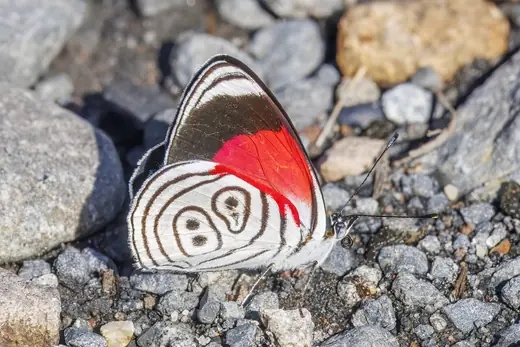 Eighty-eight butterfly, photo 2 of 3