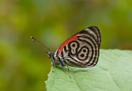 Eighty-eight butterfly, photo 3 of 3