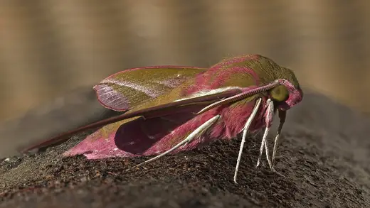 Elephant hawk-moth, photo 1