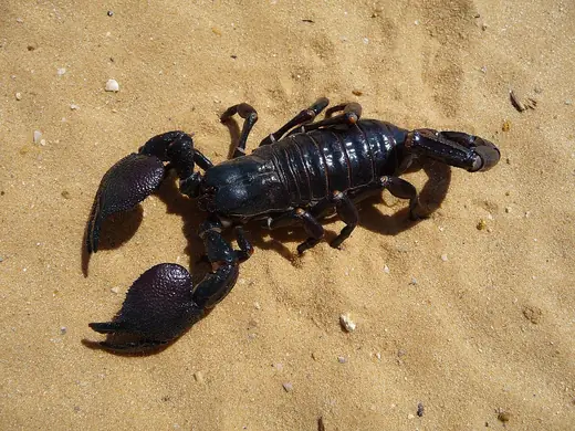 Emperor scorpion, photo 1