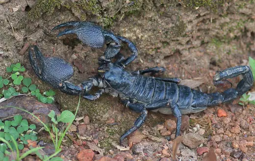 Emperor scorpion, photo 2