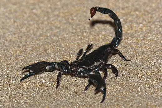 Emperor scorpion, photo 3