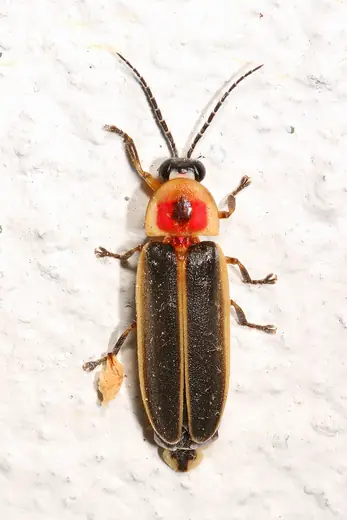 Common eastern firefly, photo 1 of 3