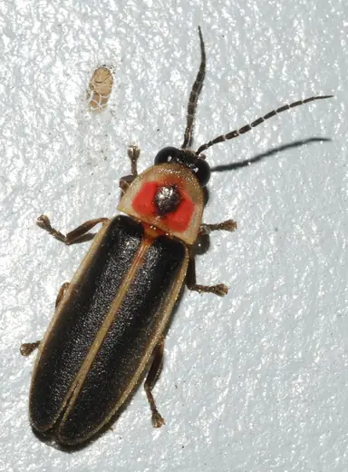 Common eastern firefly, photo 2 of 3