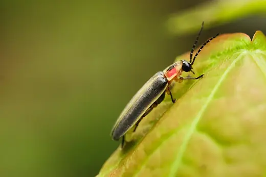 Common eastern firefly, photo 3 of 3