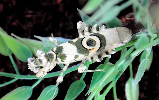 Spiny flower mantis, photo 1 of 3