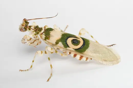 Spiny flower mantis, photo 2 of 3