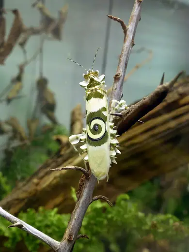 Spiny flower mantis, photo 3 of 3