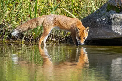 Red fox, photo 1 of 3