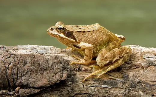 Common frog, photo 1 of 3