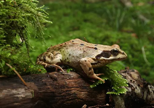 Common frog, photo 2 of 3
