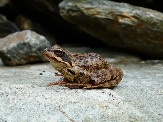Common frog, photo 3 of 3