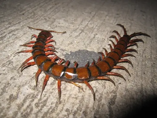 Amazonian giant centipede, photo 1 of 3