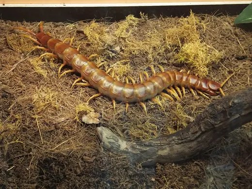 Amazonian giant centipede, photo 2 of 3