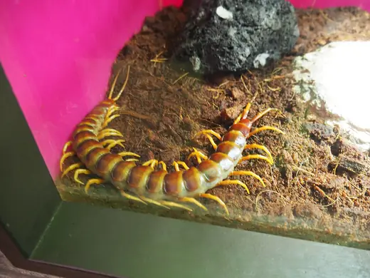 Amazonian giant centipede, photo 3 of 3