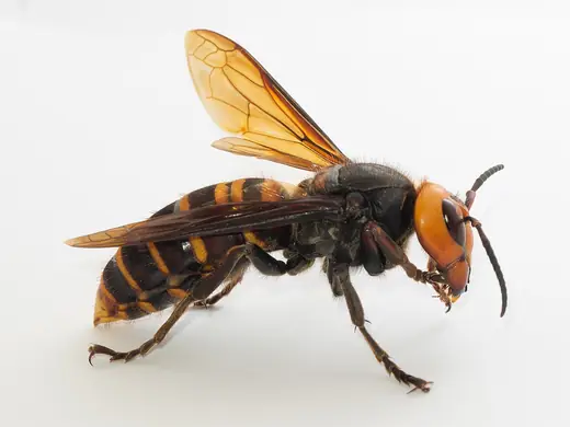 Asian giant hornet, photo 1