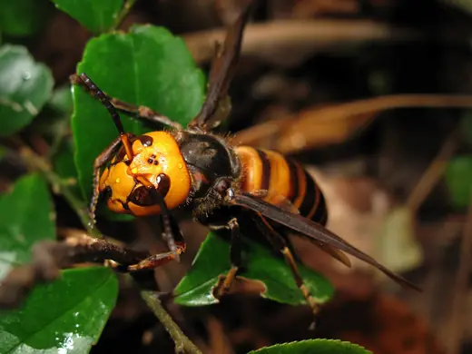 Asian giant hornet, photo 2