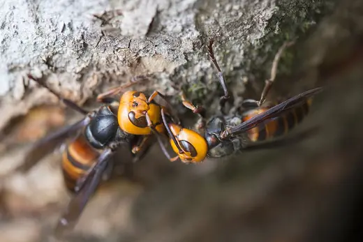 Asian giant hornet, photo 3