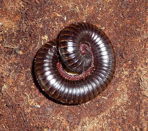 Giant African millipede, photo 3 of 3