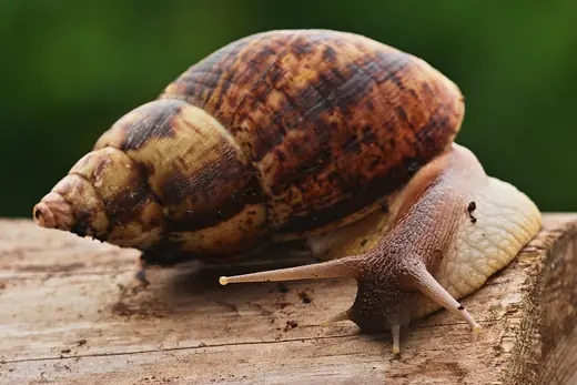 Giant African land snail, photo 2 of 3